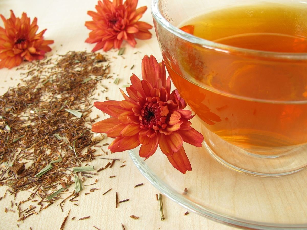Rooibos tea research and benefits Organic Tea